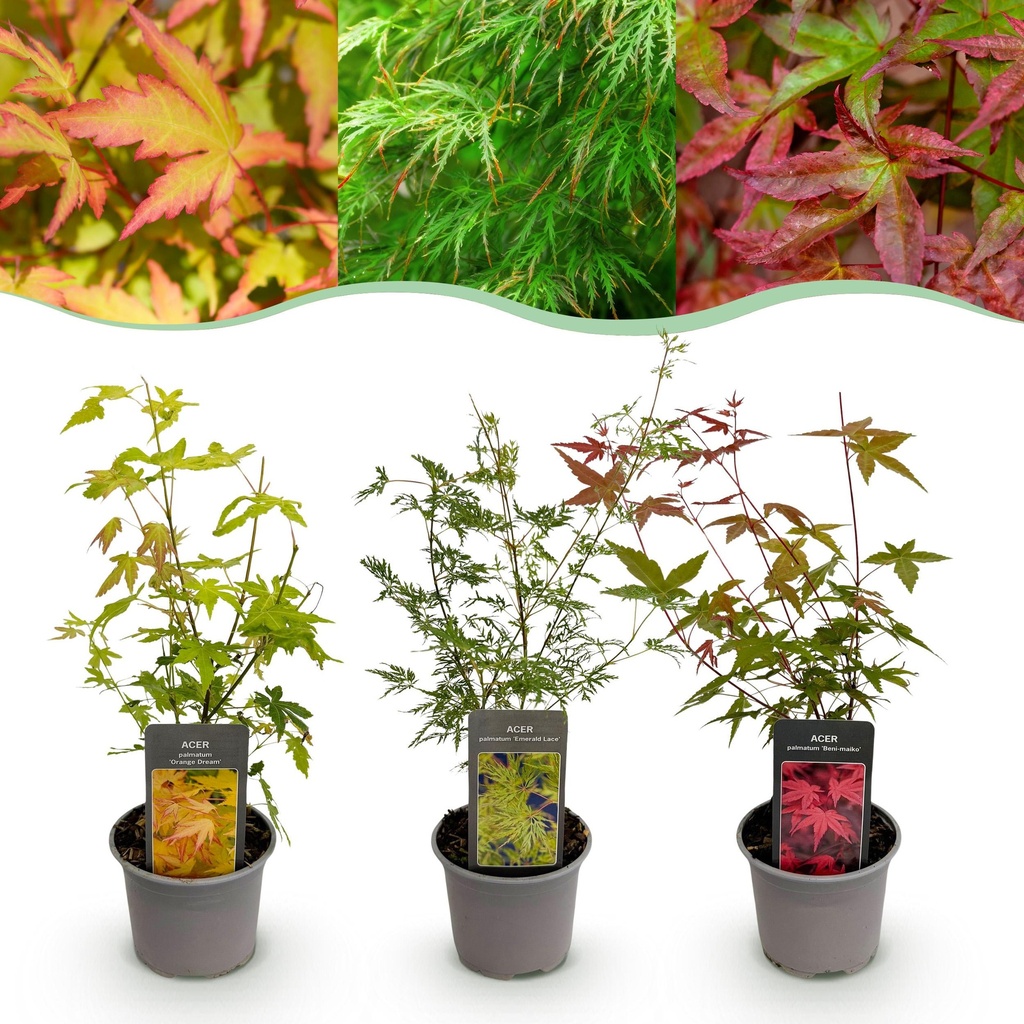 Gartenpflanze - Acer palmatum Tricolour - Rot-Grün-Orange - 3 Pflanzen - Laubabwerfend - Wenig Pflege - Topf 12cm Höhe 35cm