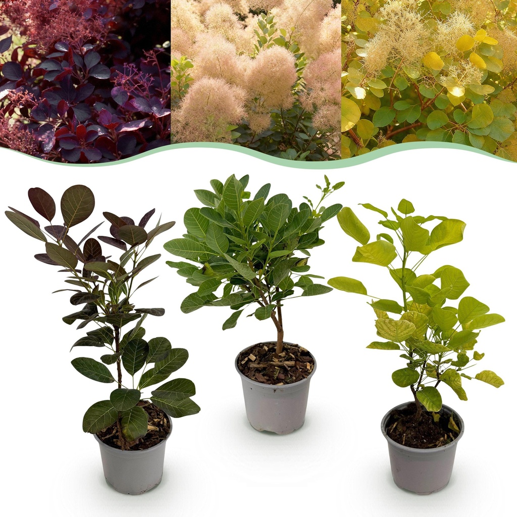 Gartenpflanze - Cotinus coggyria Tricolour - Lila-Grün-Gelb - 3 Pflanzen - Laubabwerfend - Wenig Pflege - Topf 12cm Höhe 35cm