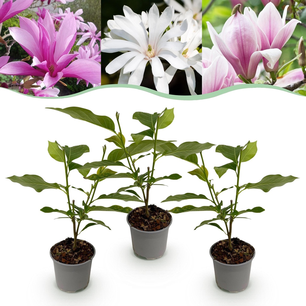 Gartenpflanze - Magnolia Tricolour - Blüte Weiß-Rosa-Lila - 3 Pflanzen - Laubabwerfend - Wenig Pflege - Topf 12cm Höhe 30cm