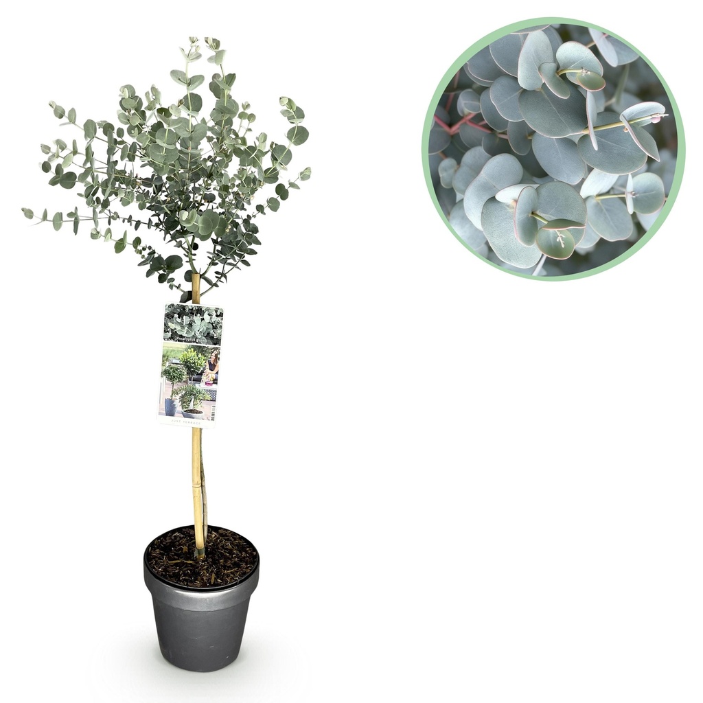 Pflanzen auf Stamm - Eucalyptus gunni Azure - Terrassenpflanze - Immergrün - Winterhart - Graues Blatt - Topf 19 cm Höhe 70 - 90 cm