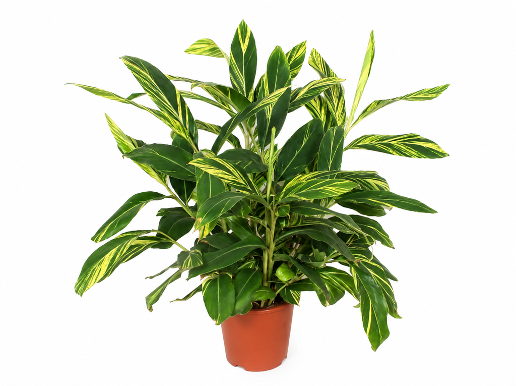 Alpinia Variegata - 90 cm 