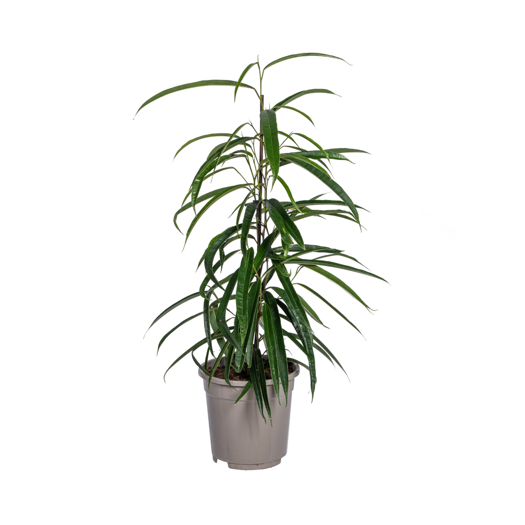 Ficus Ali (Ficus binnendijkii) – pflegeleichte Zimmerpflanze, Topf-Ø 17 cm, Höhe ca. 17 cm