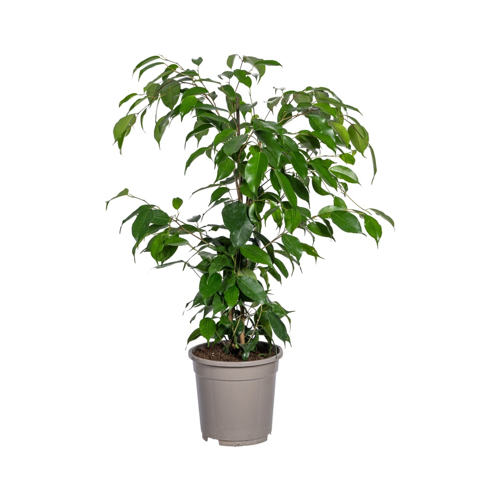 Birkenfeige (Ficus benjamina) – pflegeleichte Zimmerpflanze, Topf-Ø 17 cm, Höhe ca. 17 cm