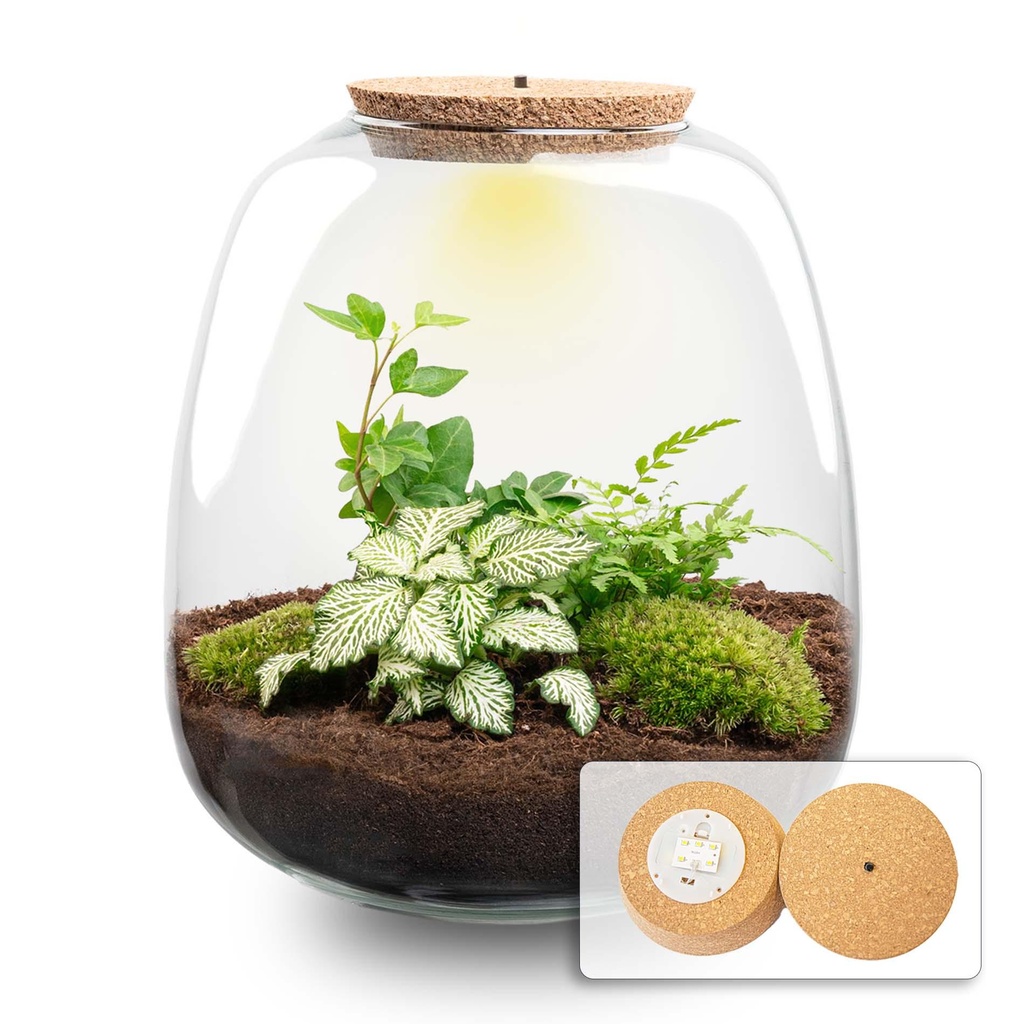 Pflanzen Terrarium - Emma - DIY kit - ↑ 25 cm - Ø 23 cm - Hedera White