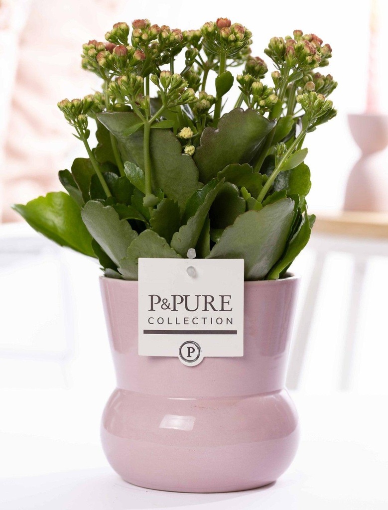 Flammendes Käthchen rosa (Kalanchoe) – pflegeleichte Zimmerpflanze, Topf-Ø 12 cm, Höhe ca. 27 cm