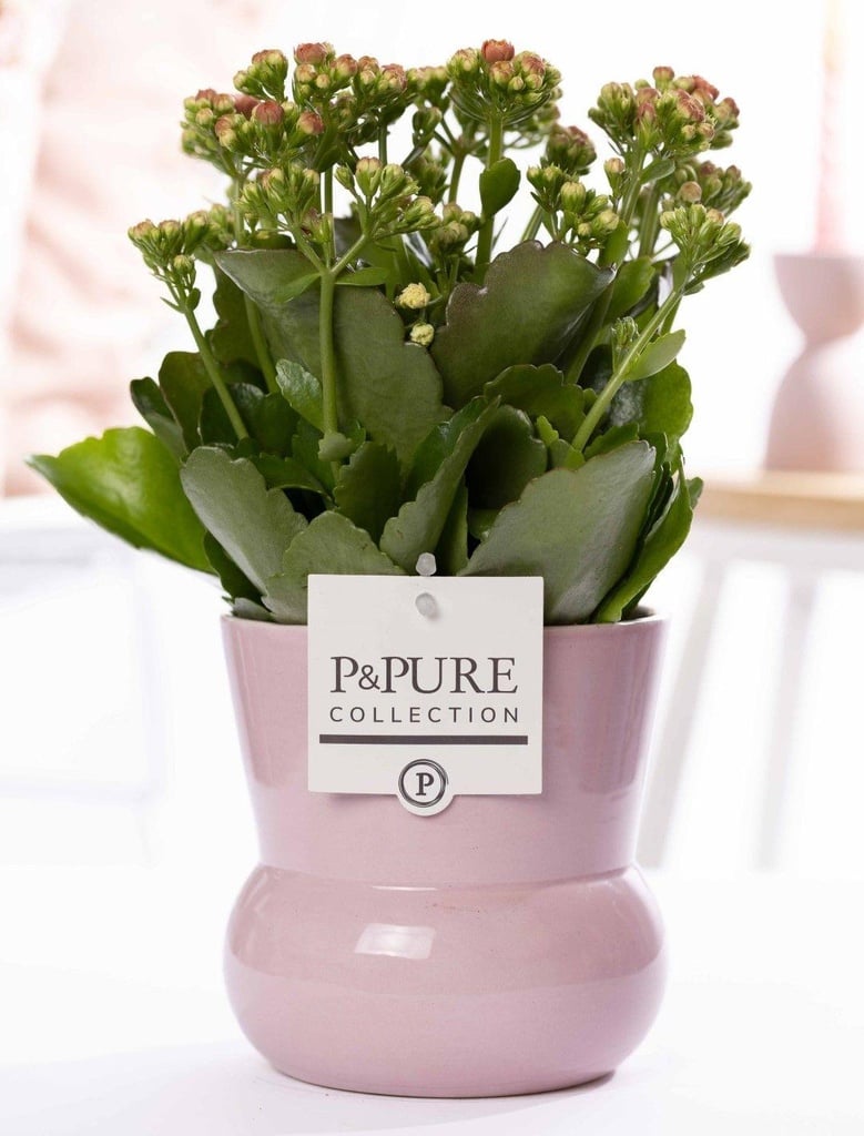 Rosen-Kalanchoe (Kalanchoe rosei) – pflegeleichte Zimmerpflanze, Topf-Ø 12 cm, Höhe ca. 27 cm