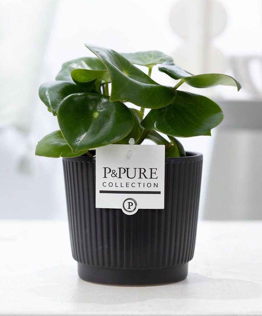 Peperomia Raindrop im P&PURE Liv Keramiktopf Matt Schwarz - Ø12cm - ↕25cm