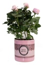 Edelrose (Rosa) – winterharte Blühpflanze, Topf-Ø 12 cm, Höhe ca. 30 cm