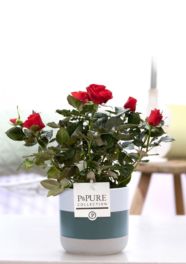 Roth's Rose (Rosa rothii) – winterharte Strauchrose, Topf-Ø 12 cm, Höhe ca. 30 cm