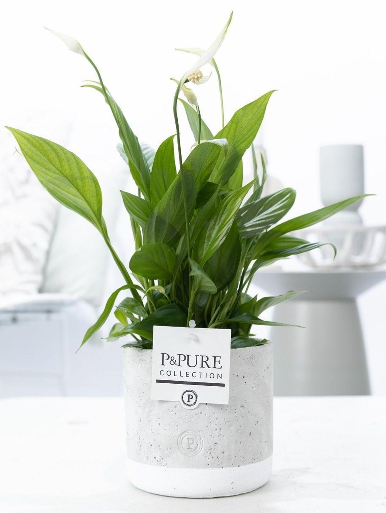 Einblatt (Spathiphyllum wallisii) – pflegeleichte Zimmerpflanze, Topf-Ø 12 cm, Höhe ca. 35 cm
