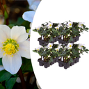 Christrose (Helleborus niger) – winterharte Staude