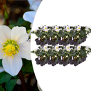 Christrose (Helleborus niger) – winterharte Staude