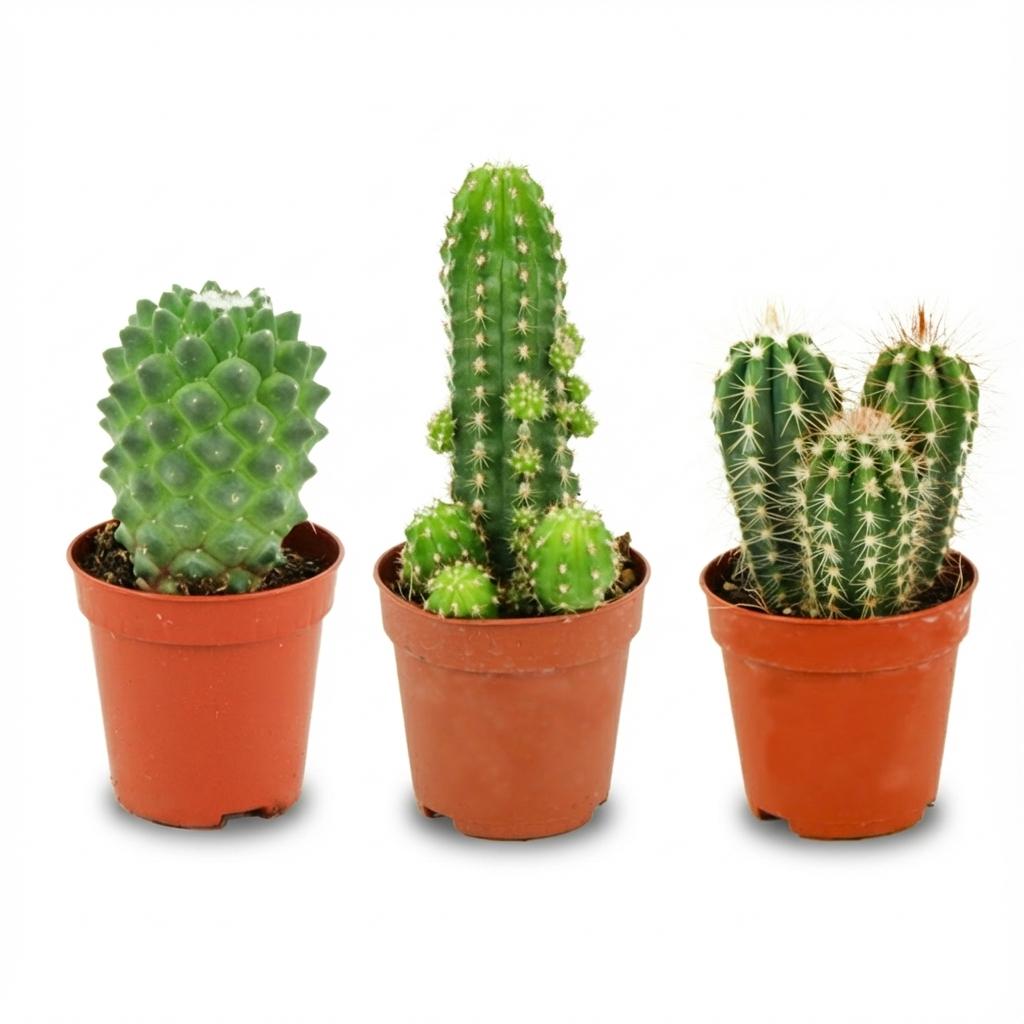 Mini Kakteen Set - 3 Stück - Ø 5.5 cm - Höhe: 5-10 cm