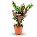 Kamm-Marante (Ctenanthe burle-marxii) – pflegeleichte Zimmerpflanze, Topf-Ø 14 cm, Höhe ca. 14 cm