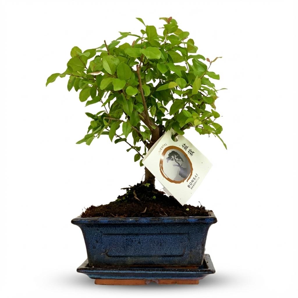 Bonsai Kugelform Baum - Höhe: 25-30 cm (Keramik-Mix)