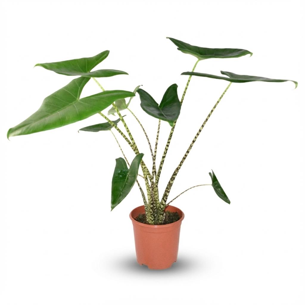 Zebrakraut 'Zebrina' (Alocasia zebrina) – pflegeleichte Zimmerpflanze, Topf-Ø 21 cm, Höhe ca. 21 cm