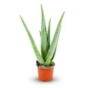 Echte Aloe (Aloe vera) – pflegeleichte Zimmerpflanze, Topf-Ø 10,5 cm, Höhe ca. 10,5 cm