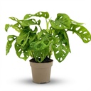 Monkey Leaf (Monstera adansonii) – pflegeleichte Zimmerpflanze, Topf-Ø 12 cm, Höhe ca. 12 cm