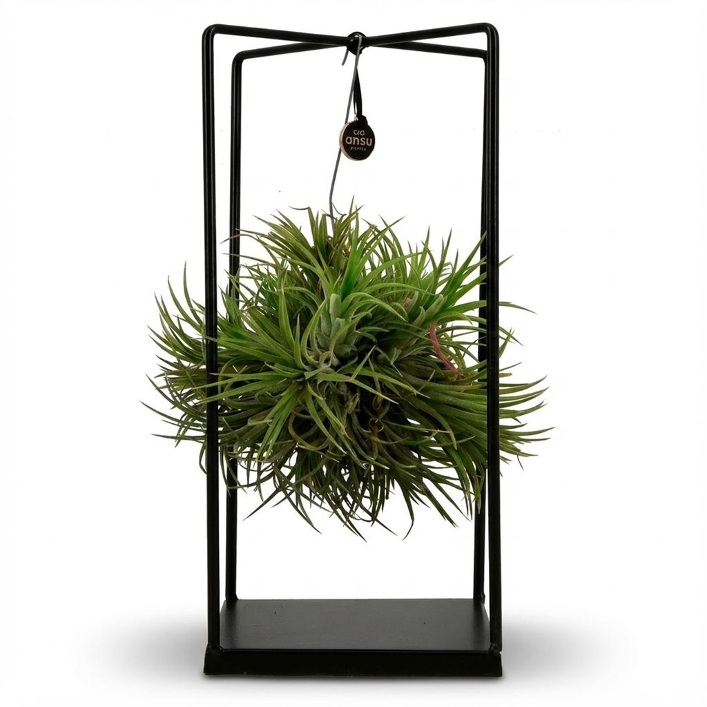 Luftpflanze (Tillandsia ionantha) – pflegeleichte Zimmerpflanze, Topf-Ø 14 cm, Höhe ca. 14 cm