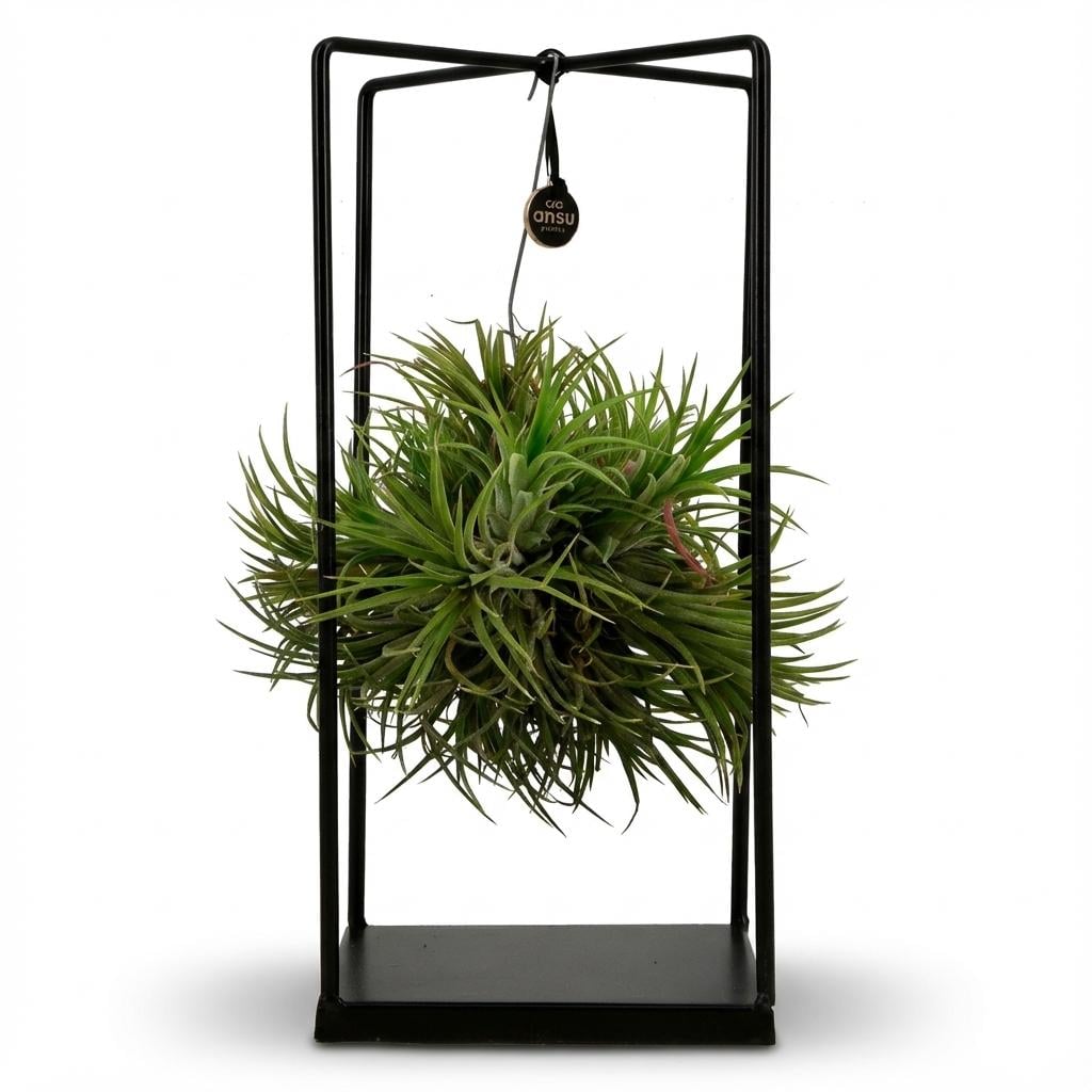Tillandsia Luftpflanze im Dekor - Ø 14 cm - Höhe: 30 cm