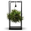 Luftpflanze (Tillandsia ionantha) – pflegeleichte Zimmerpflanze, Topf-Ø 14 cm, Höhe ca. 14 cm