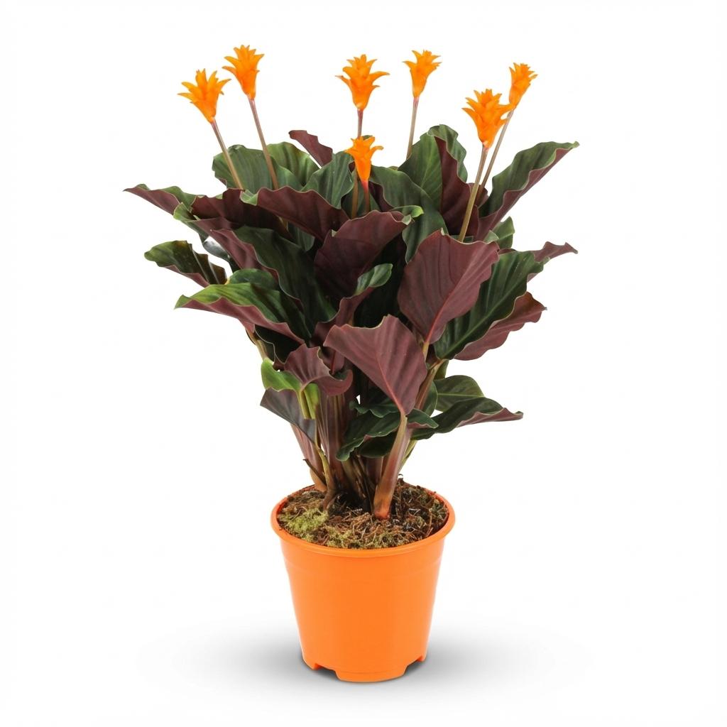 Safran-Korbmarante (Calathea crocata) – pflegeleichte Zimmerpflanze, Topf-Ø 14 cm, Höhe ca. 14 cm