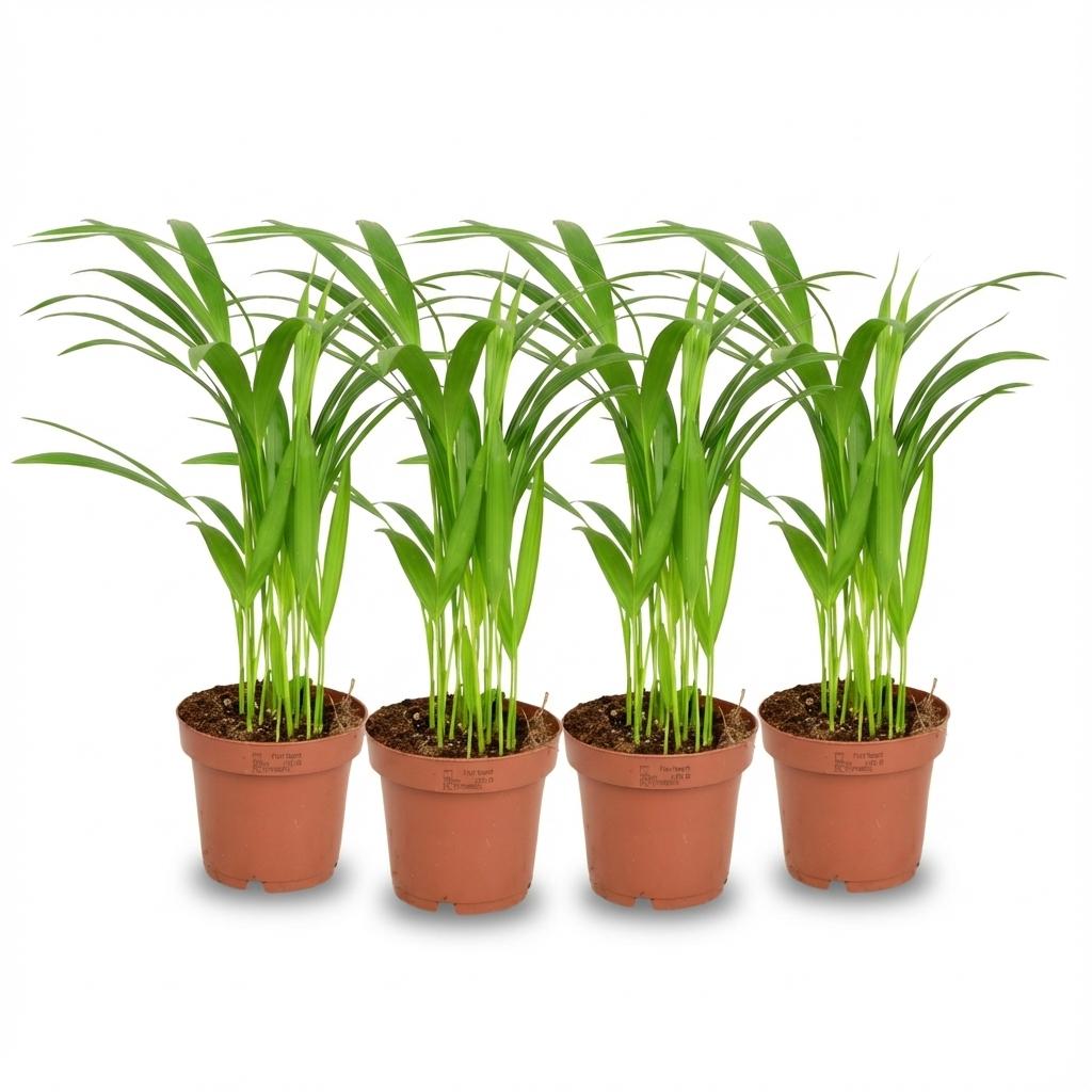 4x Areca Dypsis Lutescens Goldfruchtpalme - Ø 12 cm - Höhe: 40 cm