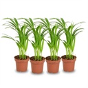 Goldfruchtpalme 4er-Set (Areca) – pflegeleichte Zimmerpflanze, Topf-Ø 12 cm, Höhe ca. 12 cm