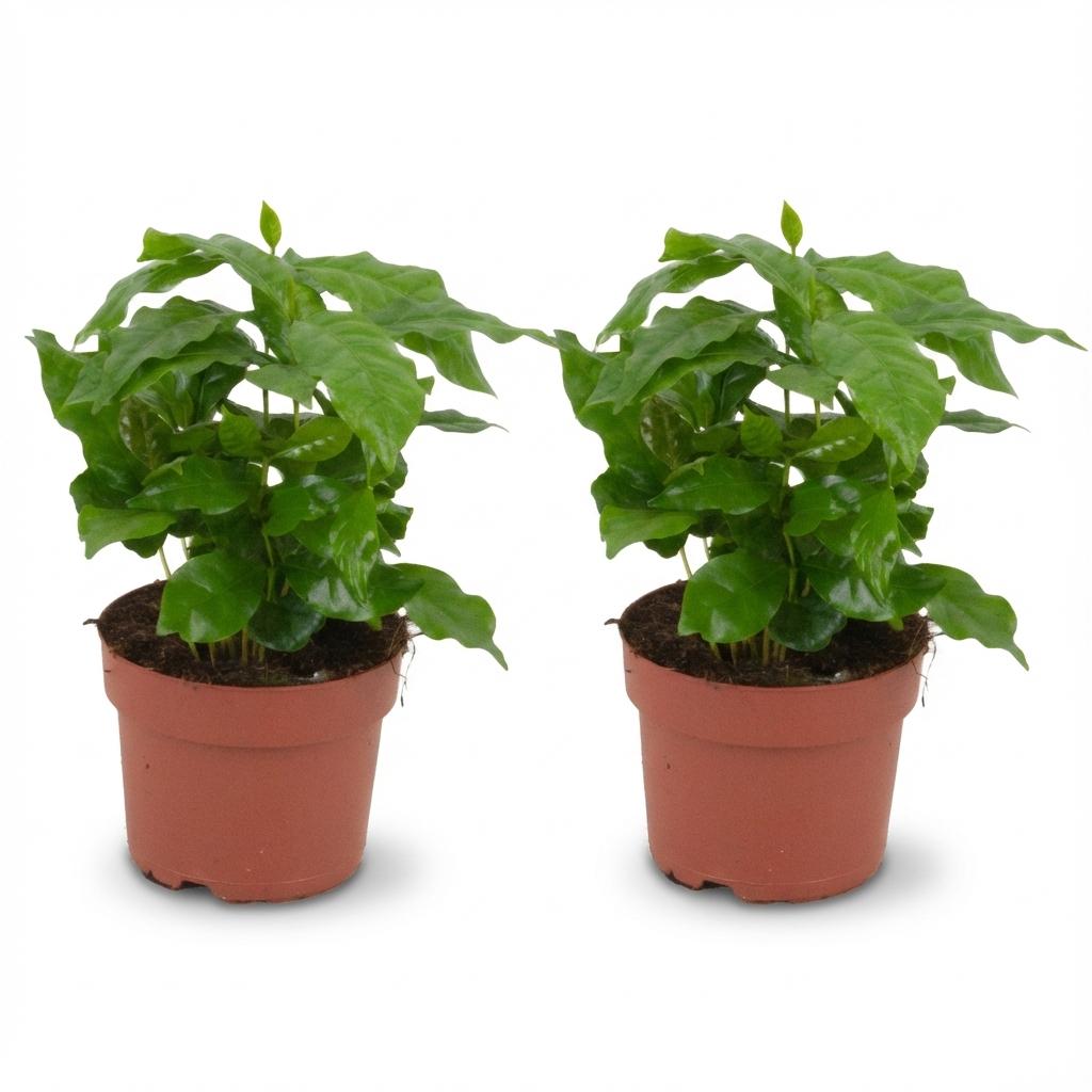 2x Coffea Arabica Kaffeepflanze - Ø 12 cm - Höhe: 25 cm