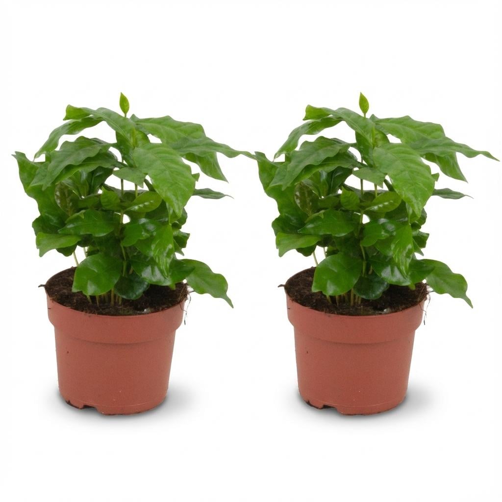 Kaffeepflanze 2er-Set (Coffea arabica) – pflegeleichte Zimmerpflanze, Topf-Ø 12 cm, Höhe ca. 12 cm