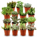 Mini Sukkulenten Mix - 15 Stück - Ø 5,5 cm - Höhe: 5-10 cm