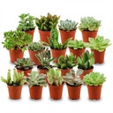 Mini Sukkulenten Mix - 18 Stück - Ø 5,5 cm - Höhe: 5-10 cm