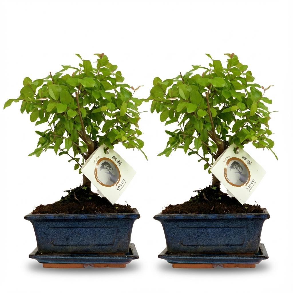 Bonsai Kugelform Baum - 2 Stück - Höhe: 25-30 cm (Keramik-Mix)