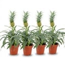 Zierananas (Ananaspflanze mi) – pflegeleichte Zimmerpflanze, Topf-Ø 12 cm, Höhe ca. 12 cm