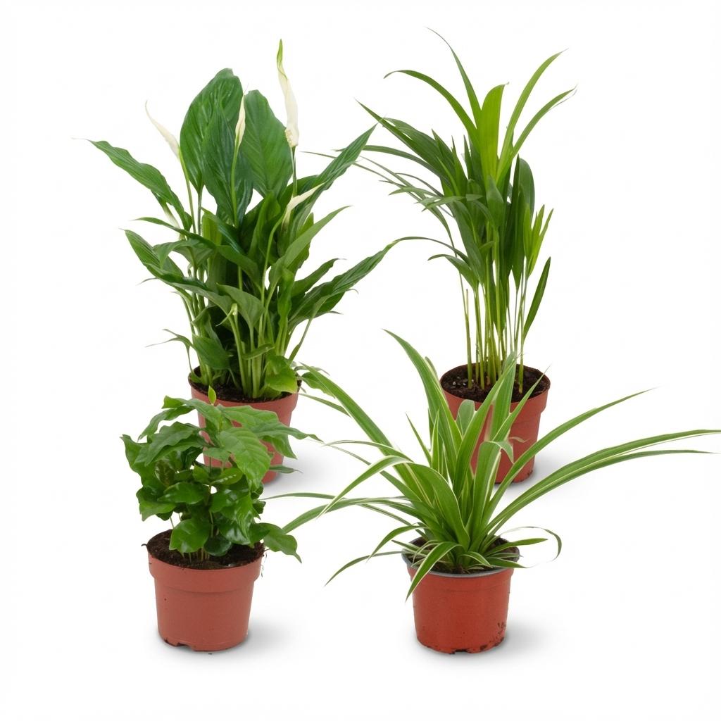 Luftreinigende Zimmerpflanzen - Ø 12 cm - Höhe: 30-40 cm