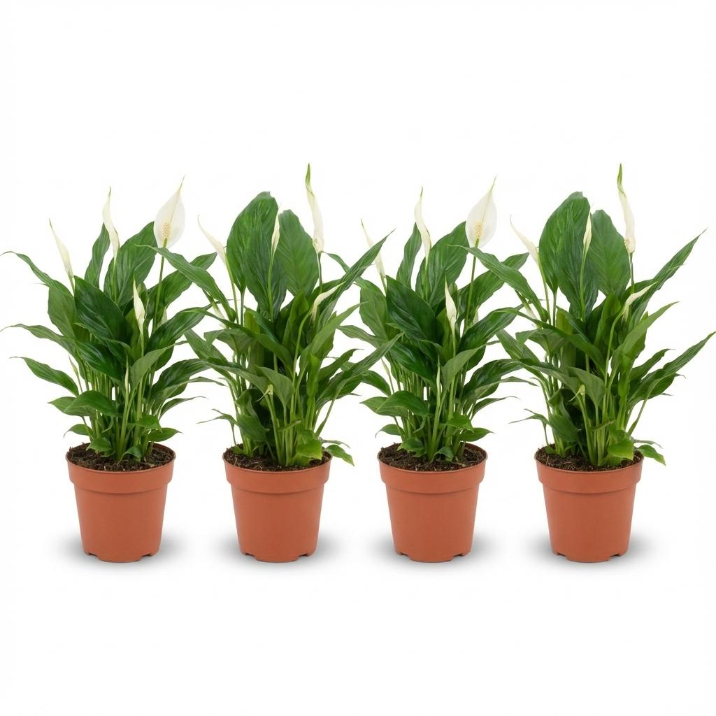 Spathiphyllum Einblatt - 4 Stück - Ø 12 cm - Höhe: 35 - 40 cm