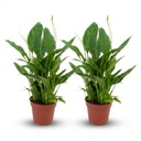 Einblatt (Spathiphyllum) – winterharte Staude, Topf-Ø 12 cm, Höhe ca. 12 cm