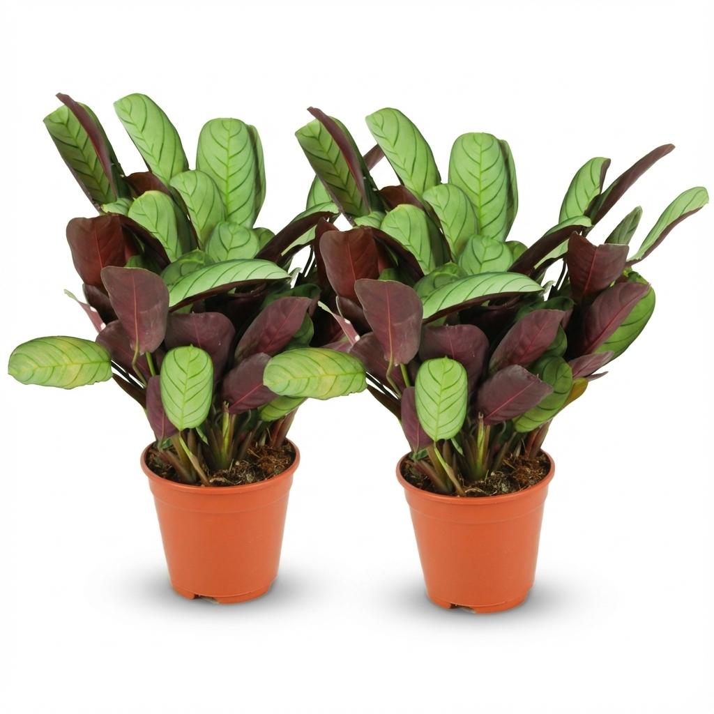 Ctenanthe Amagris - 2 Stück - Ø 14 cm - Höhe: 25 - 35 cm
