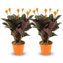Safran-Korbmarante (Calathea crocata) – pflegeleichte Zimmerpflanze, Topf-Ø 14 cm, Höhe ca. 14 cm