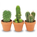 Mini Kakteen Mix - 3 Stück - Ø 8,1 cm - Höhe: 5-10 cm - Terrakottatöpfe