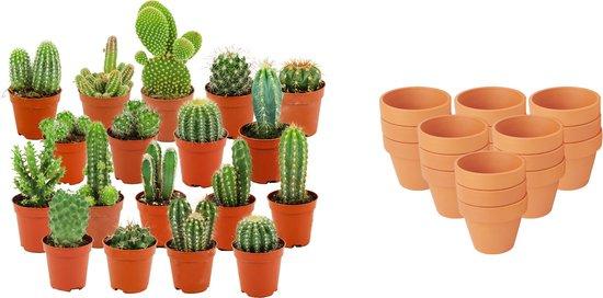 Mini Kakteen Mix - 18 Stück - Ø 8,1 cm - Höhe: 5-10 cm - Terrakottatöpfe