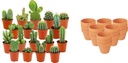 Mini Kakteen Mix - 18 Stück - Ø 8,1 cm - Höhe: 5-10 cm - Terrakottatöpfe