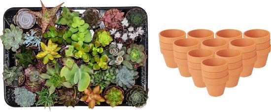 Mini Sukkulenten Mix - 30 Stück - Ø 8,1 cm - Höhe: 5-10 cm - Terrakottatöpfe
