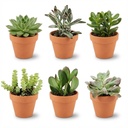 Mini Sukkulenten Mix - 6 Stück - Ø 8,1 cm - Höhe: 5-10 cm - Terrakottatöpfe