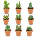 Mini Kakteen Mix - 9 Stück - Ø 8,1 cm - Höhe: 5-10 cm - Terrakottatöpfe