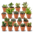 Mini Kakteen & Sukkulenten Mix - 18 Stück - Ø 8,1 cm - Höhe: 5-10 cm - Terrakottatöpfe