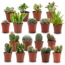 Mini Kakteen & Sukkulenten Mix - 18 Stück - Ø 5,5 cm - Höhe: 5-10 cm