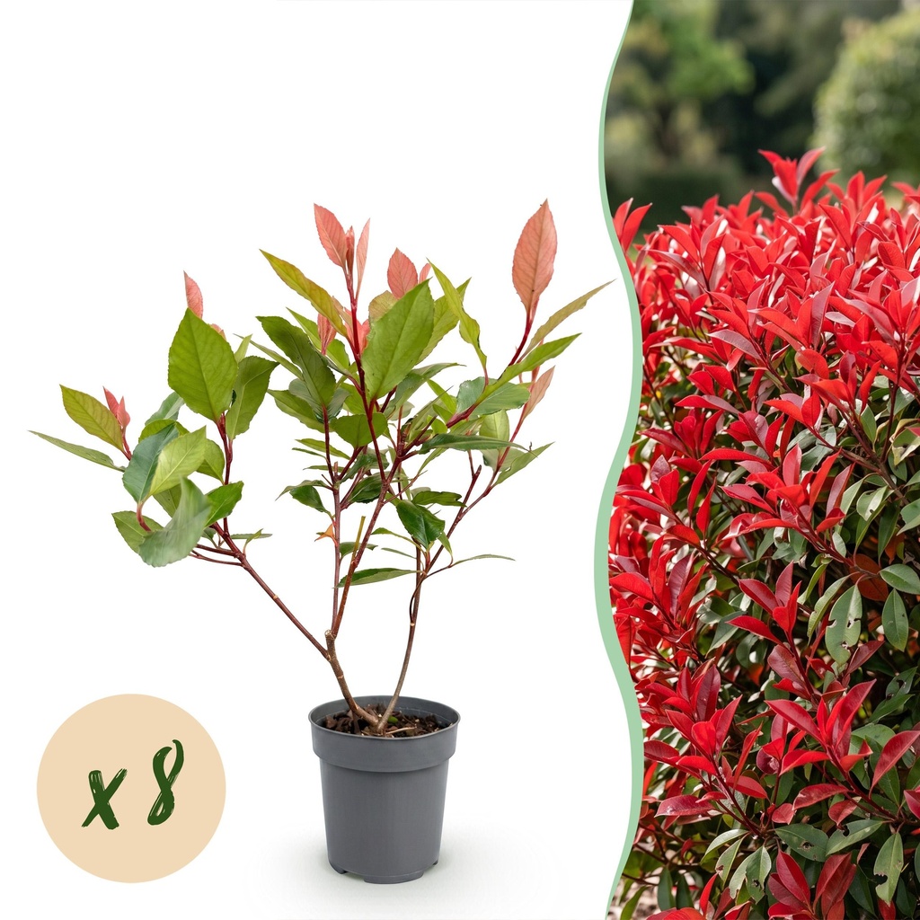 8x Photinia fraseri Little Red Robin - Glanzmispel - Heckenpflanzen - Immergrün - Rot - Topf 9cm - Höhe 25-35cm