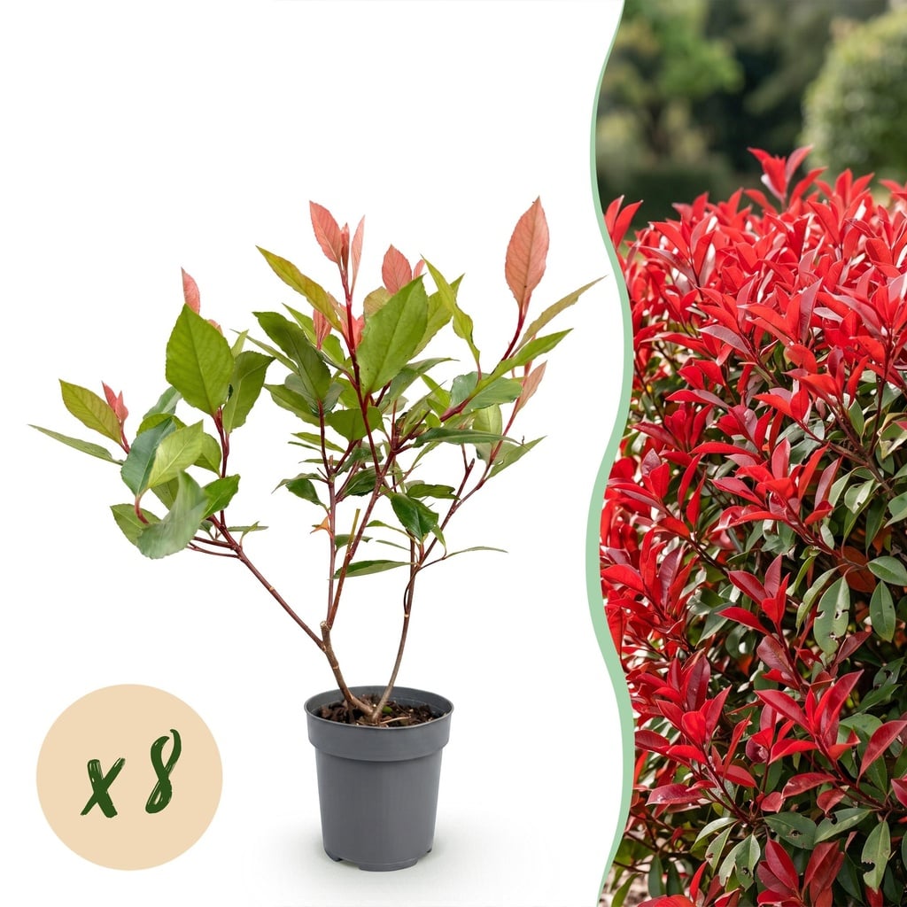 Glanzmispel 8er-Set (Photinia fraseri) – winterharter Zierstrauch, Höhe ca. 9 cm