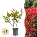 Glanzmispel 8er-Set (Photinia fraseri) – winterharter Zierstrauch, Höhe ca. 9 cm